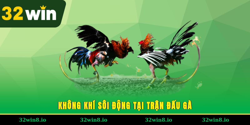 Không khí sôi động tại trận đấu gà