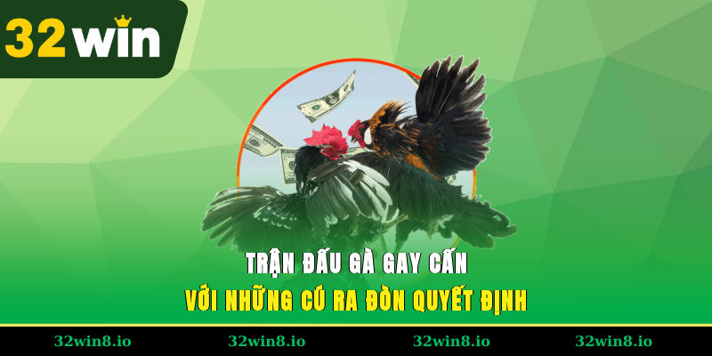Trận đấu gà gay cấn với những cú ra đòn quyết định